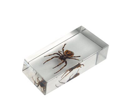 Nº2 Araña Diablo - Imagen 2
